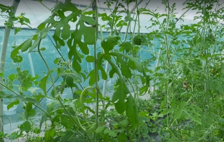 Сочинские фермеры построили экспериментальные теплицы