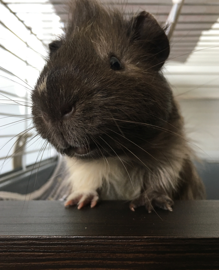 Согласен на хомяка