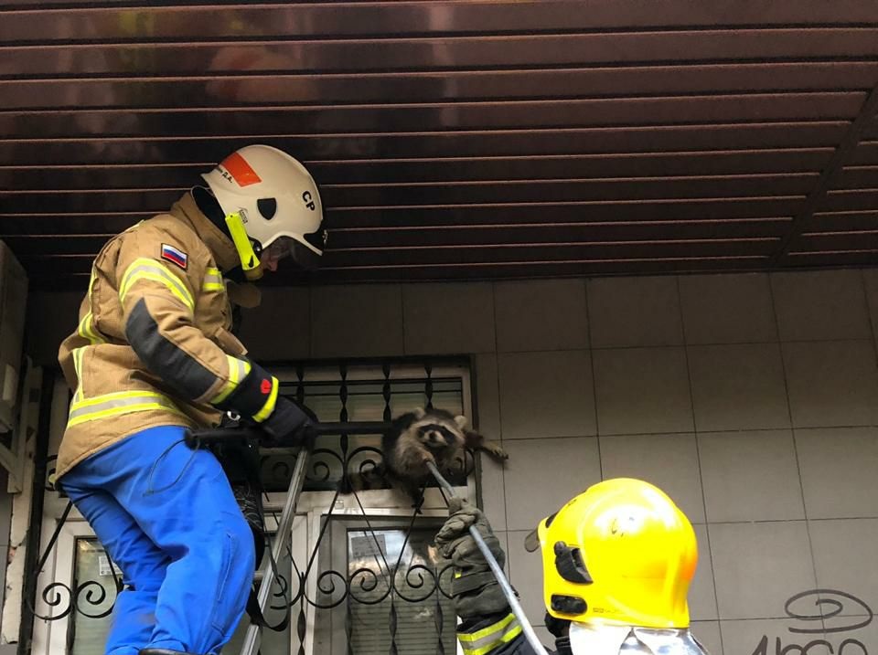 Прятавшегося за оконной решеткой енота спасли на востоке столицы