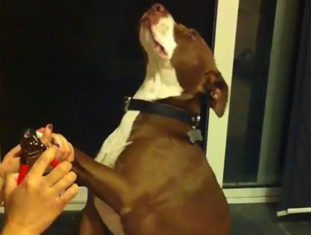 Собака изобразила обморок после попытки подстричь ей когти