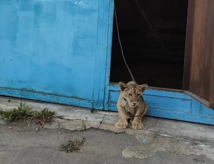 Львенка из гаражей рядом с проспектом Мира передали в центр передержки