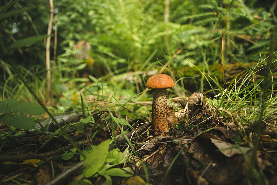 Многодетную семью вывели из леса в Подмосковье