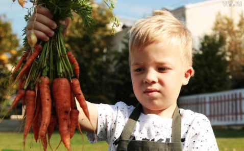Принят закон о налоговых льготах для садоводов и огородников