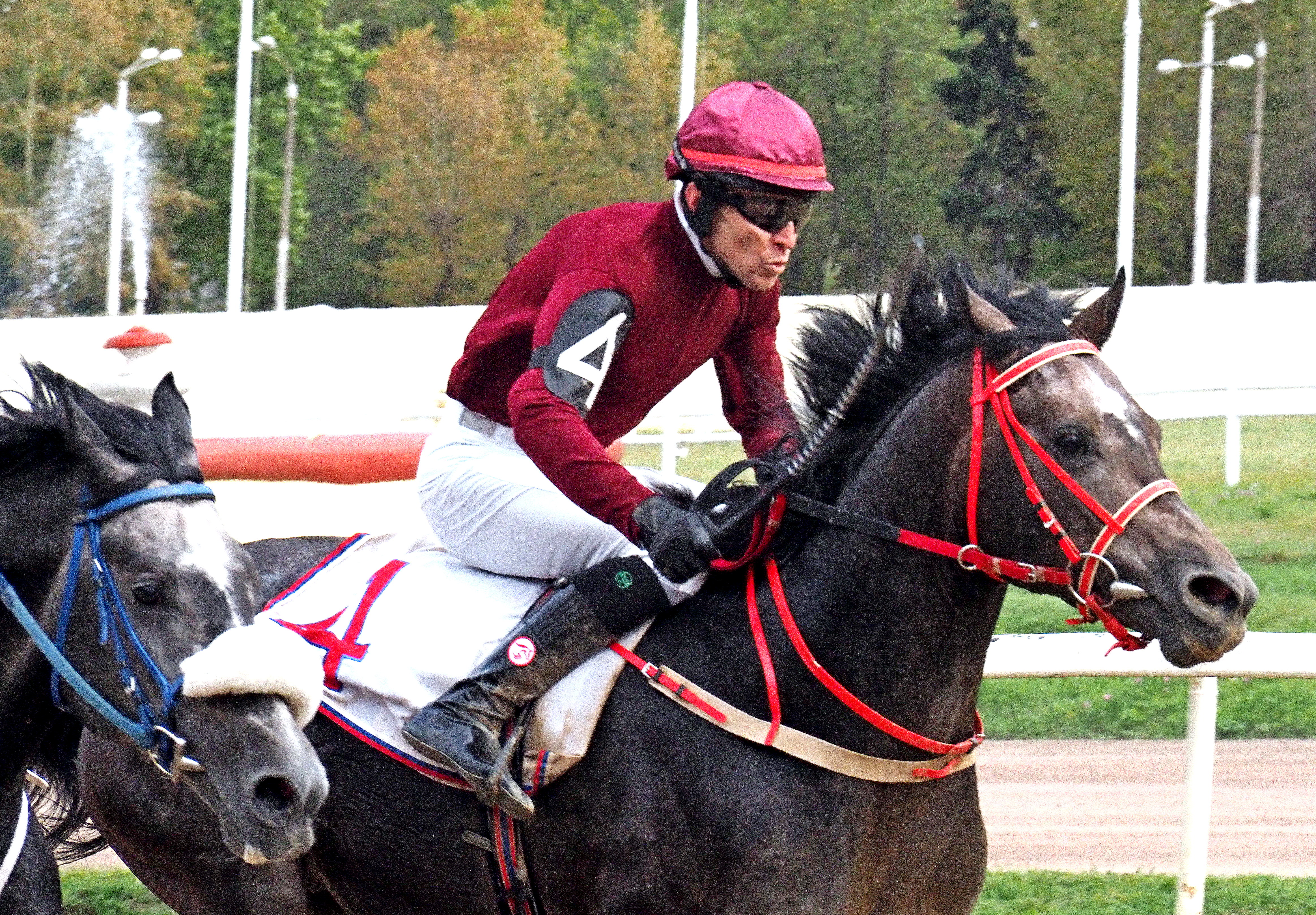 Мастер-жокей Виталий Парфута на арабском жеребце по кличке Энтузиаст Эм
