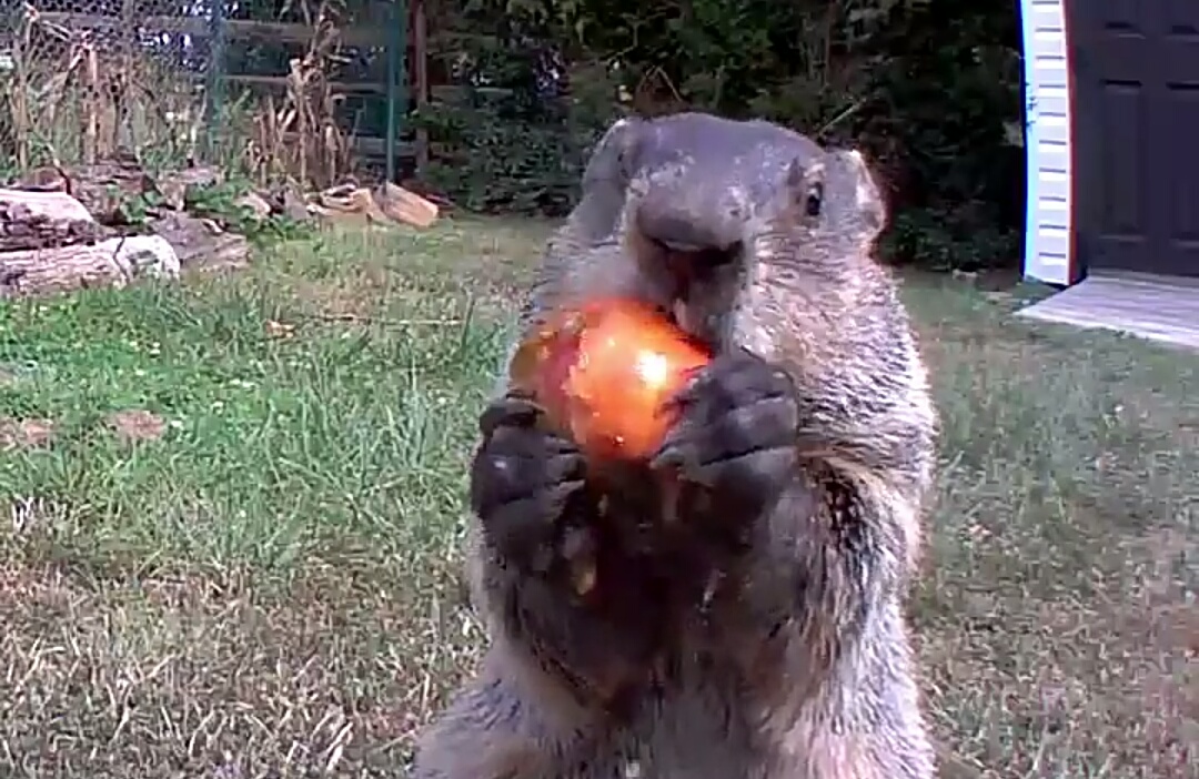 Сурок украл овощи у американского фермера