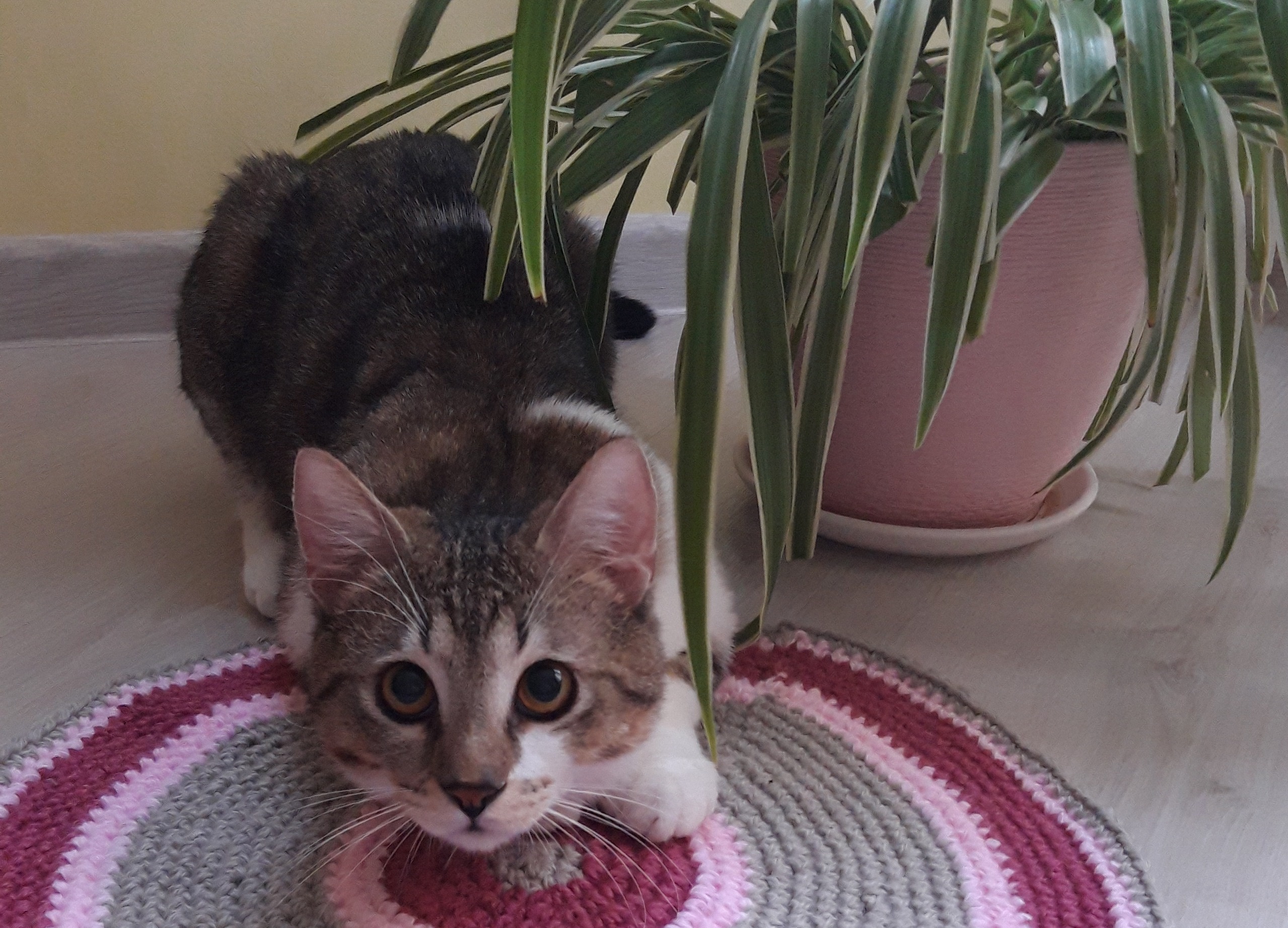 Пушистый домосед спас хозяйку от потопа 