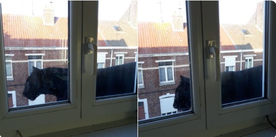 Сбежавшая пантера заглядывала в окна дома и испугала людей