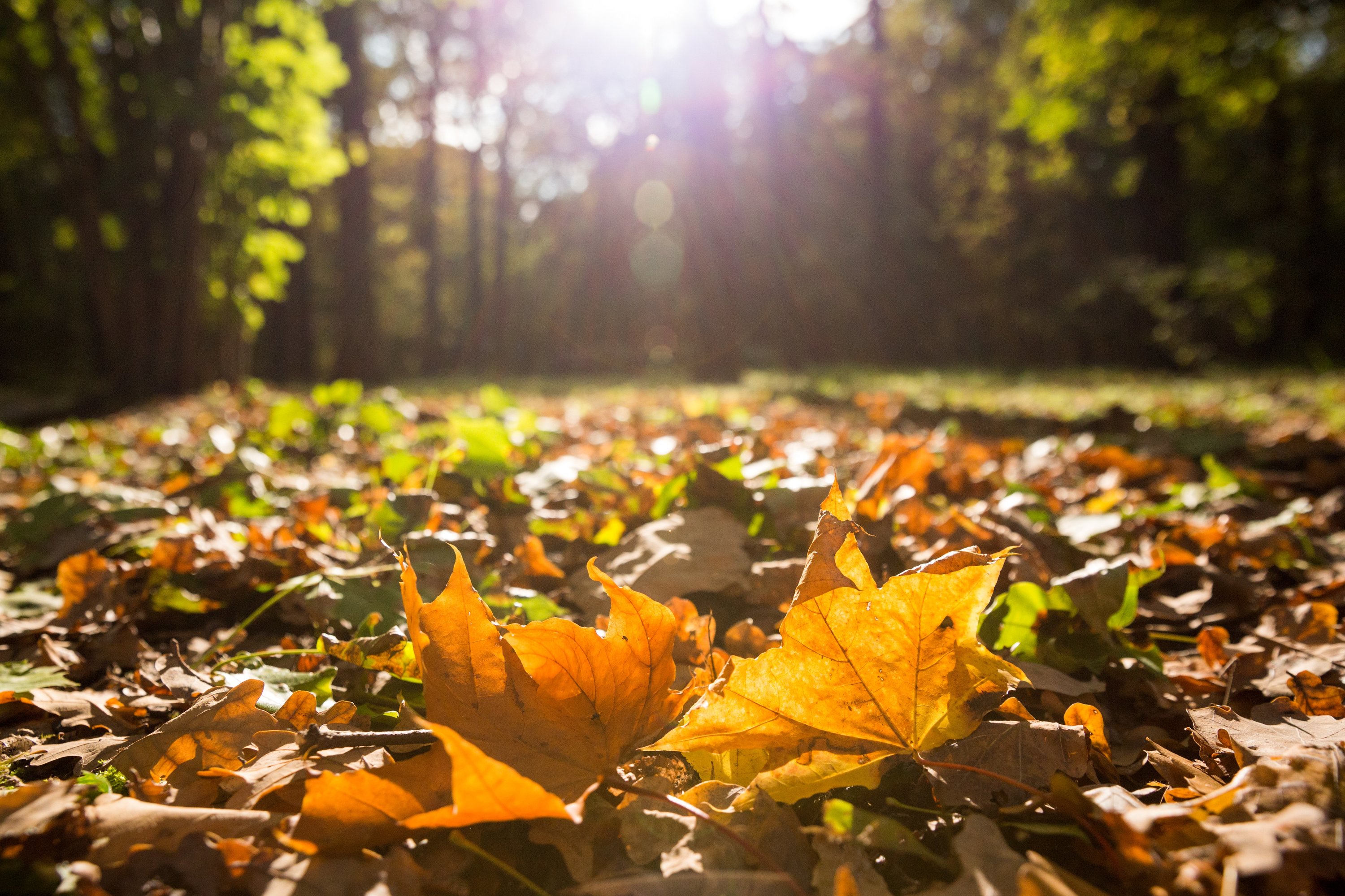 Синоптики рассказали москвичам, когда в город придет бабье лето 