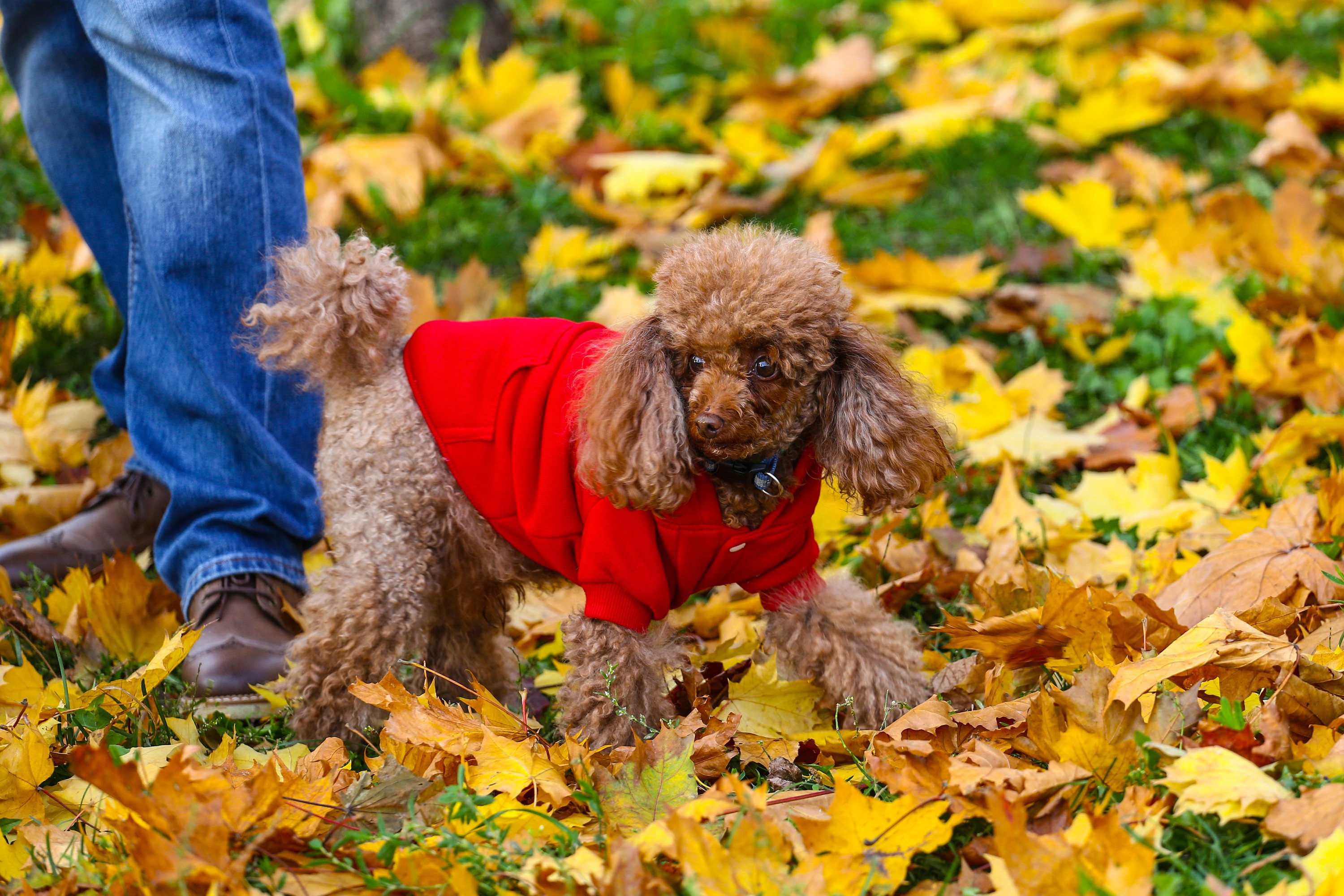 Ветеринары объяснили, каким собакам нужна одежда в холода