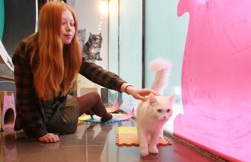 Ученые опровергли миф о «независимости» кошки от хозяина 