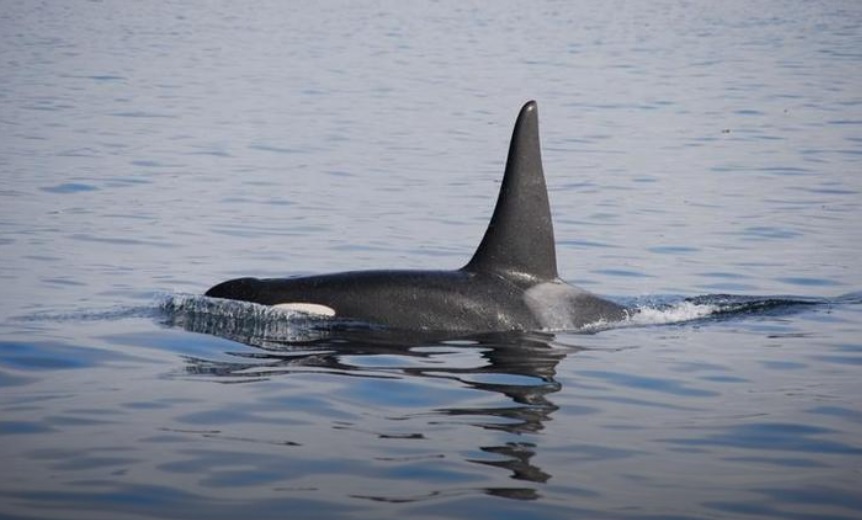 Перевозка оставшихся в «китовой тюрьме» белух начнется 28 сентября