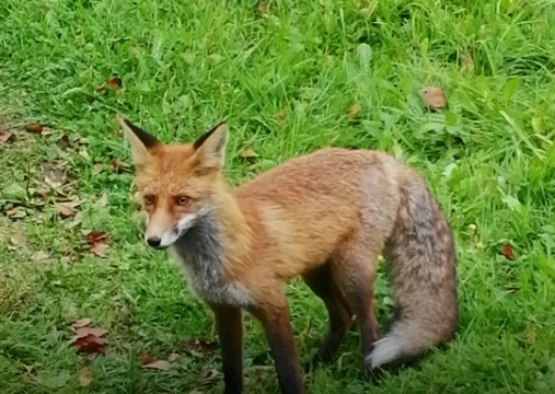 Лисята стали подопечными сотрудников Мособлпожспас