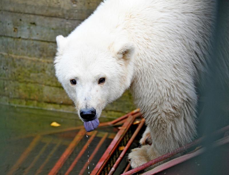 В Московском зоопарке рассказали, кто из обитателей больше всех ждет холодов