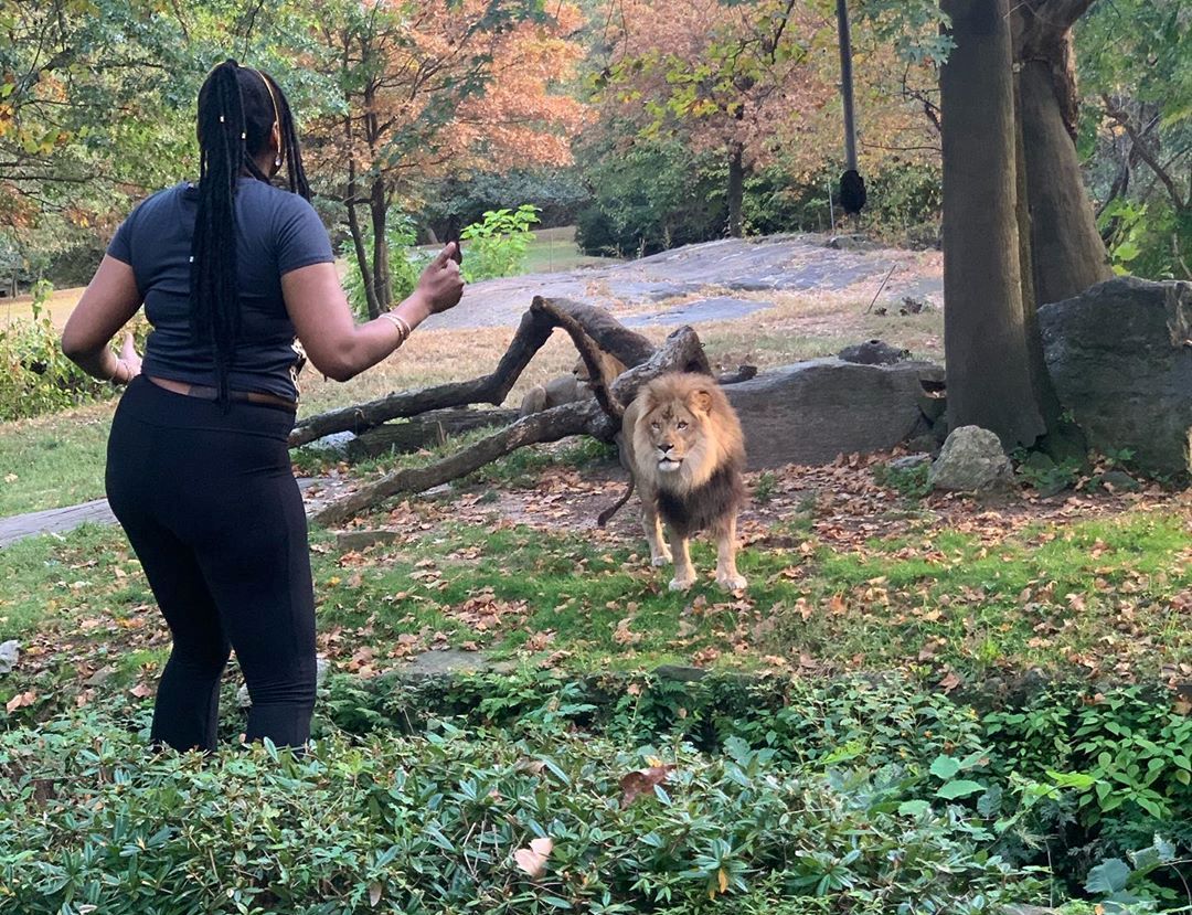 Американка залезла в вольер ко льву ради видео в Instagram