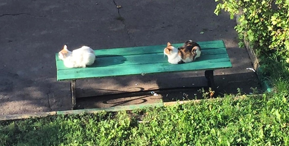 Обычная скамейка в столичном дворе обзавелась аккаунтом в соцсети