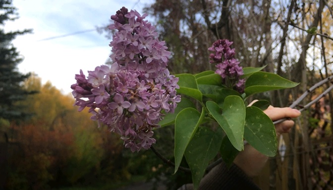 Сирень зацвела в Подмосковье 