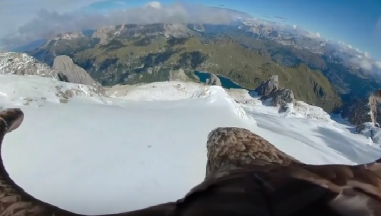 Таяние льдов в Альпах зафиксировала камера на шее орла