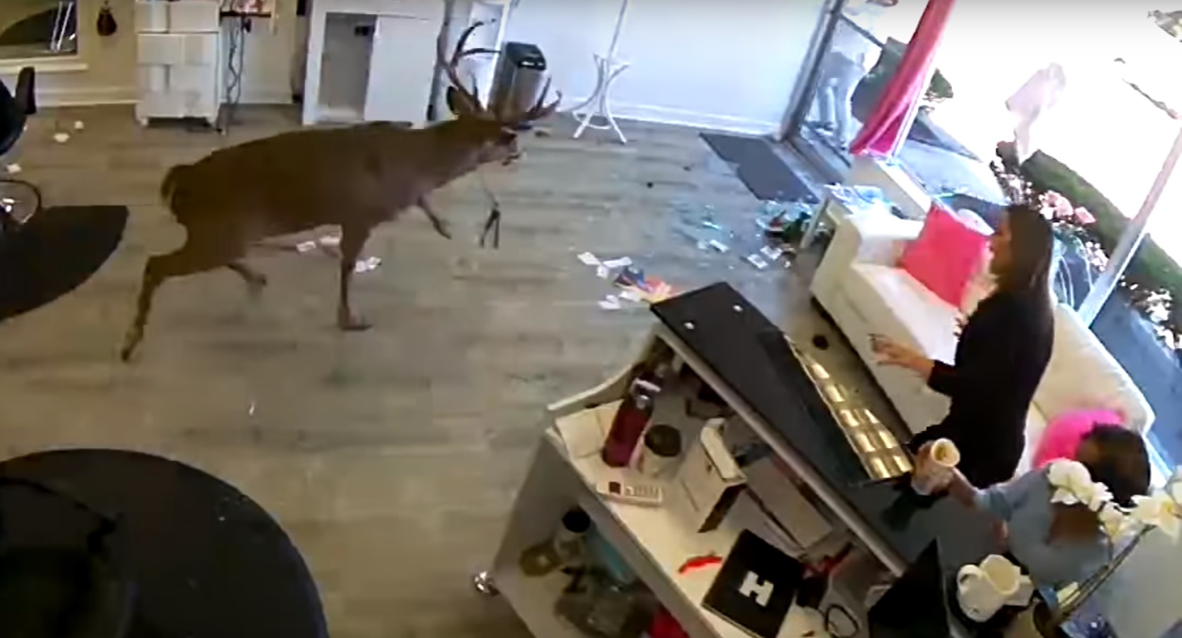 Олень разгромил американский салон красоты