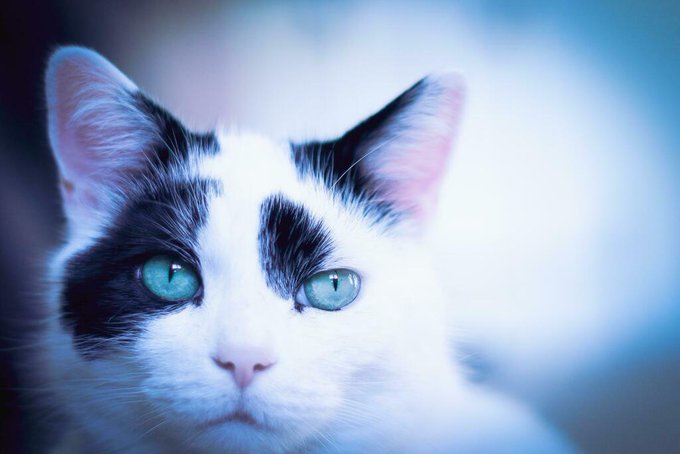 Кота, зависшего на люстре, сравнили с мотыльком за тягу к свету