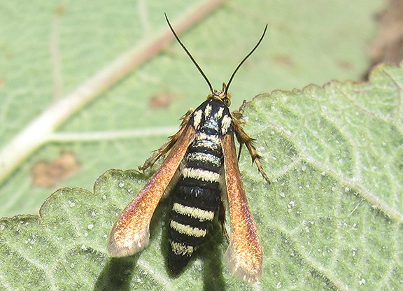 Новый вид насекомых нашли в Крыму