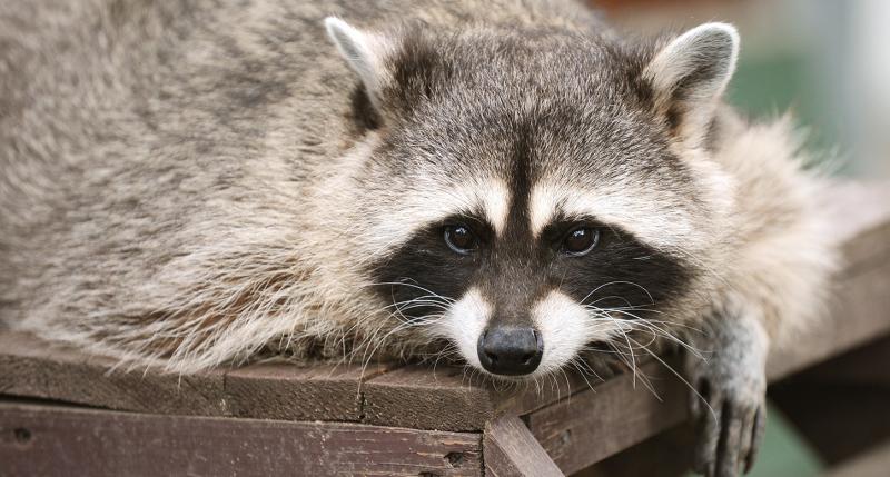 Брошенные еноты идут по кривой дорожке