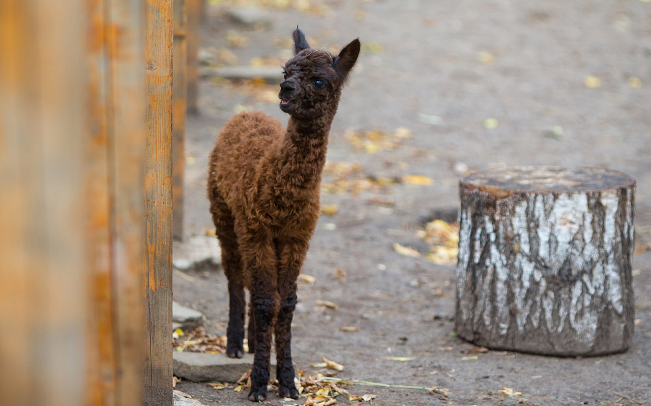 Альпака с «Городской фермы» «выбрала» имя своему детенышу в Москве