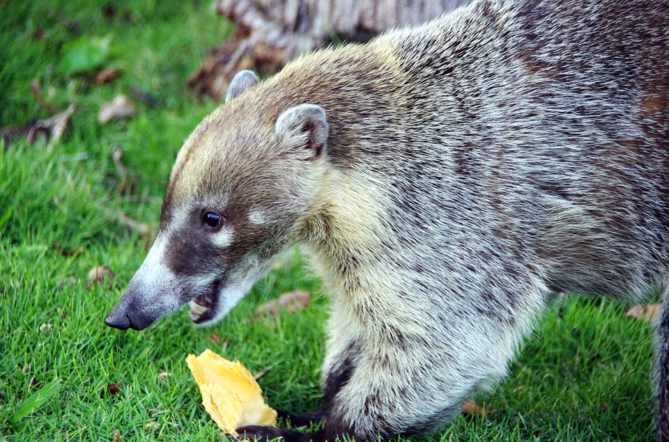 Изъятых у пассажиров диких животных передали специалистам
