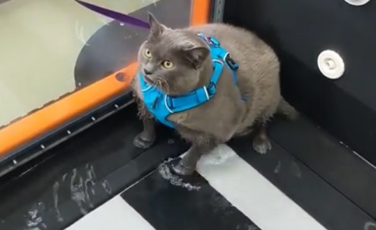 На кадрах кошка породы русская голубая