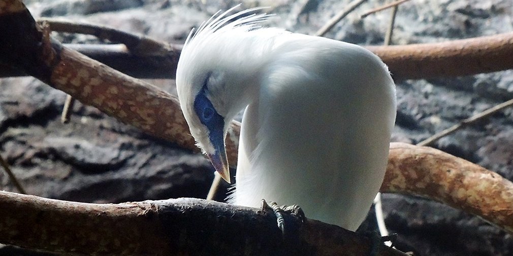Все три доставленных в столицу птицы — самки