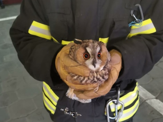 Работники заметили у совы явные признаки травм
