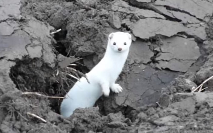 белая ласка