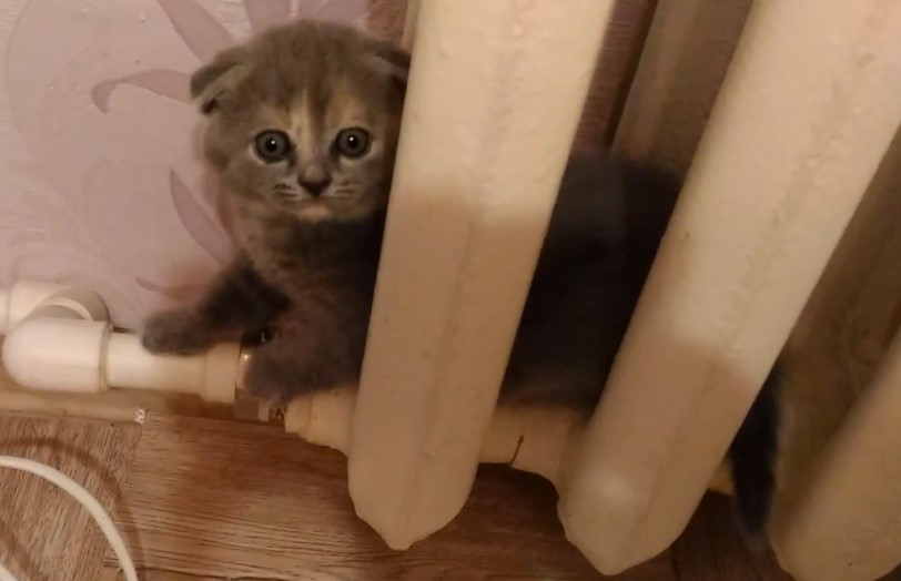 Найдена песня, способная успокоить кошек