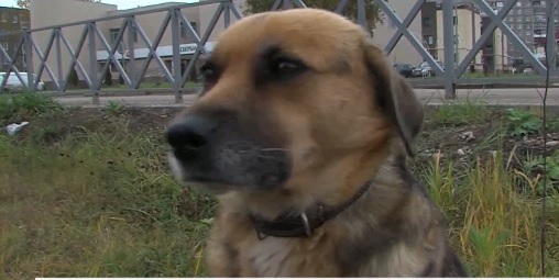 Жители Тутаева планируют найти хозяина для местного «Хатико»