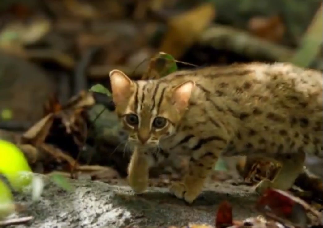 Самый маленький в мире дикий кот попал на видео