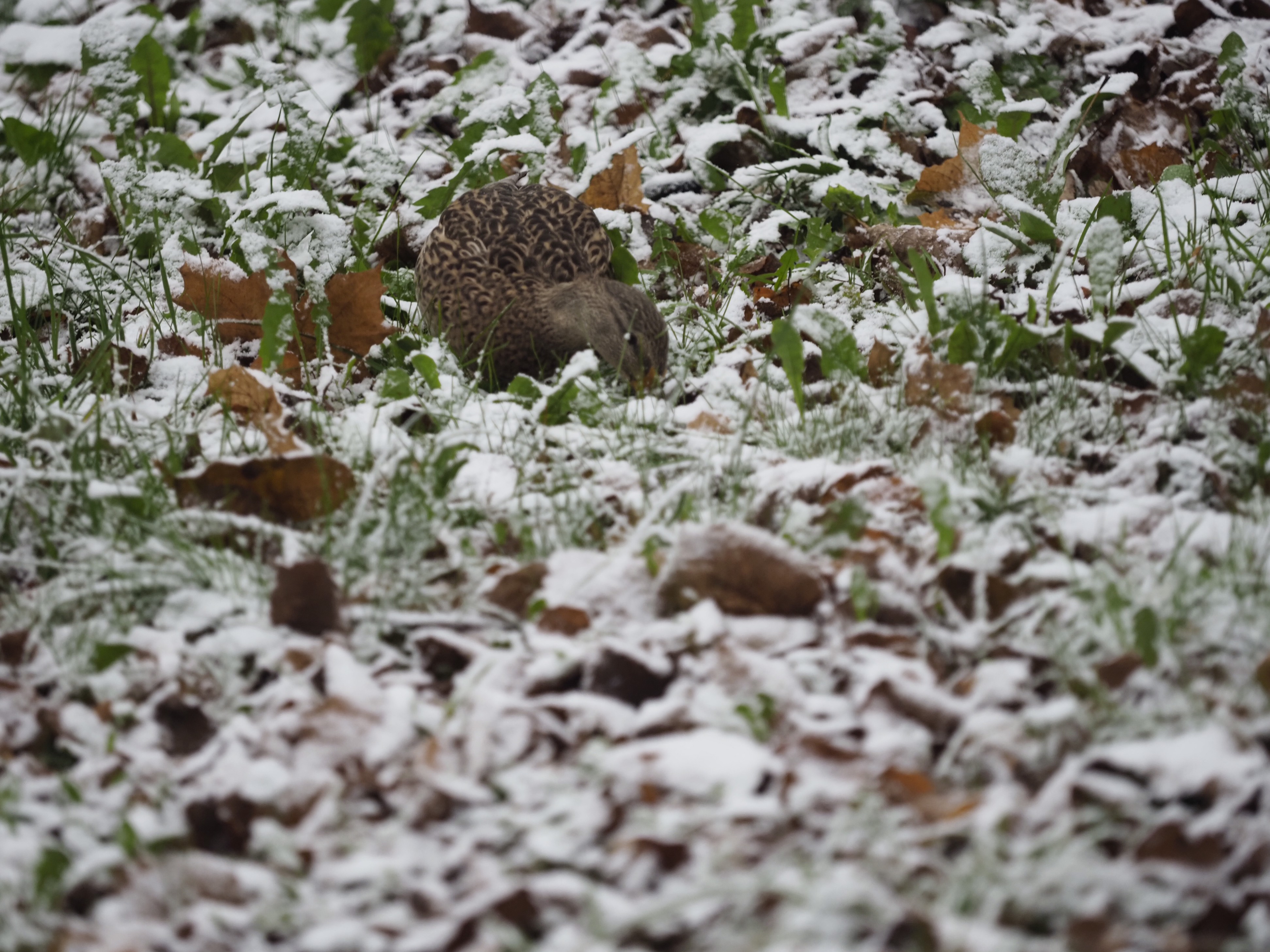 Первый снег пошел в столице