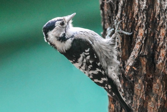 В кадре самка малого пестрого дятла, которая отличается от самца отсутствием красной шапочки на голове