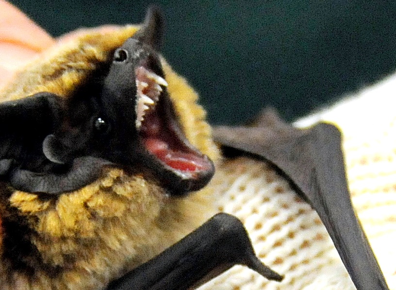 Краснокнижный двухцветный кожан (самка) — подопечный Центра реабилитации рукокрылых