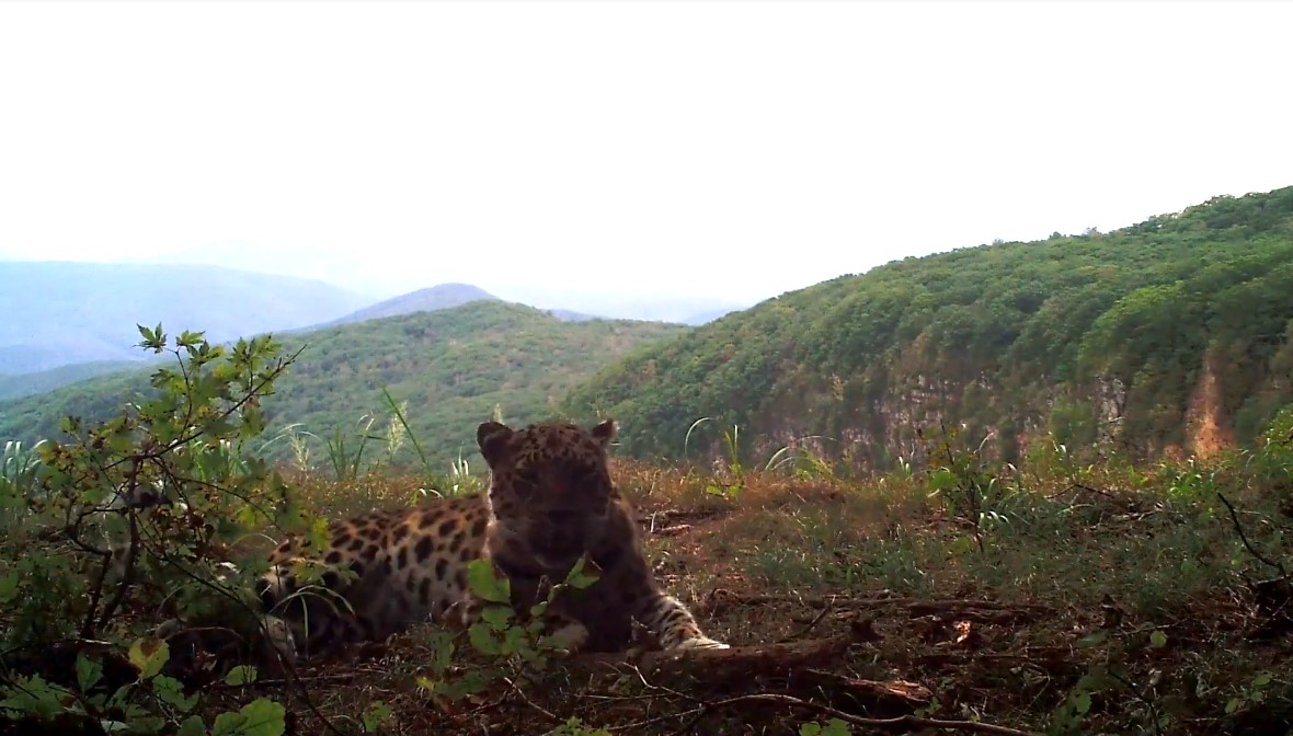 Редкое видео с играющим леопардом «преклонного возраста» появилось в Сети