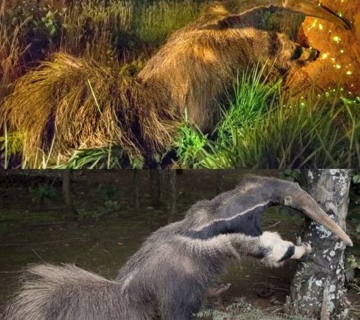 Запечатленный Кабралом муравьед (сверху) один в один совпадает с чучелом, установленным у входа в национальный парк «Эмас», где был сделан снимок