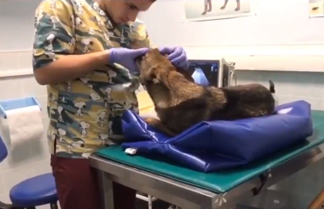 Сотрудники ЦОДД спасли щенка из-под колес машины