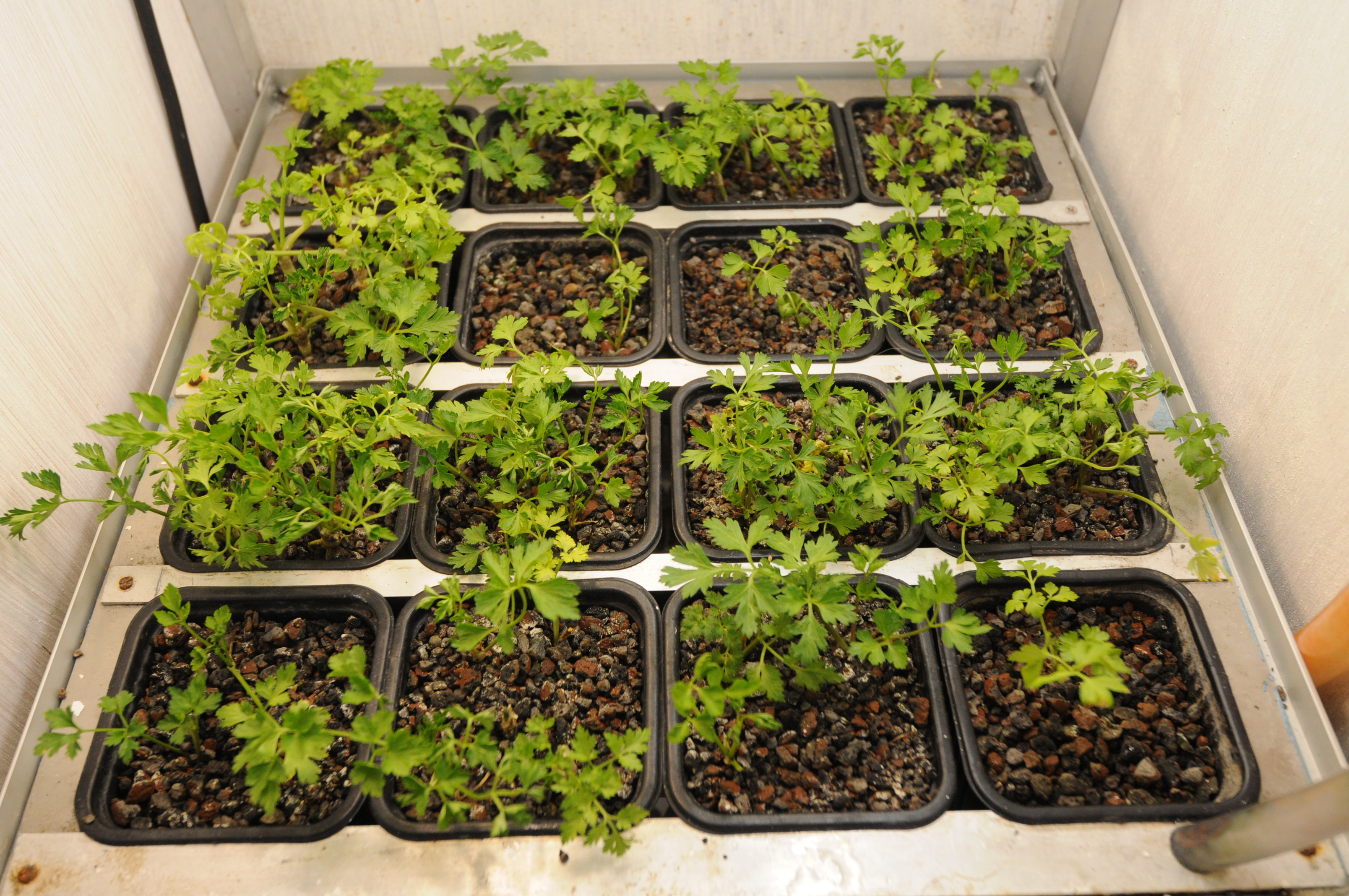 Агроном рассказал, что стоит заранее посадить на даче из-за аномальной погоды