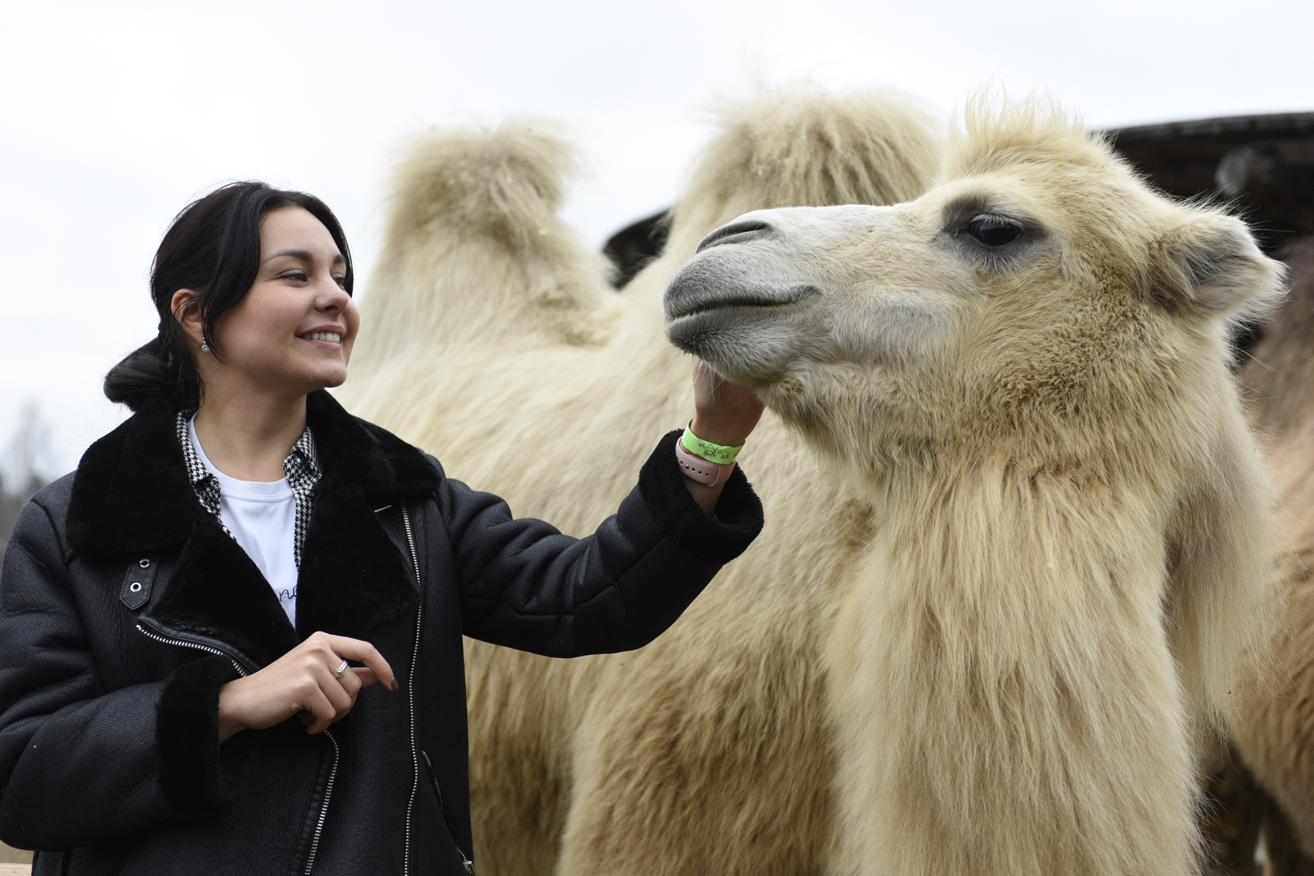 Пока одни пробуют бурятские буузы (блюдо из теста с мясной начинкой) или монгольский цуйван (вид лапши), другие поспешили на зоодвор, где живут яки, ламы и другие животные кочевых народов