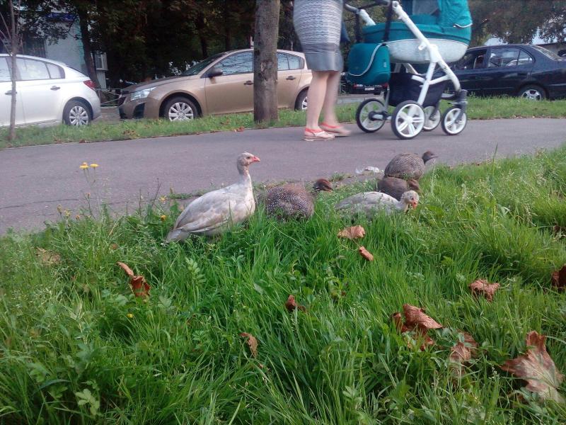 Ученые впервые обнаружили разделение на социальные группы у птиц 