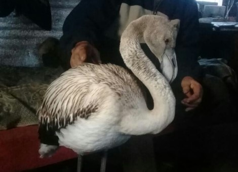 Редкий серый фламинго забрел в якутское село