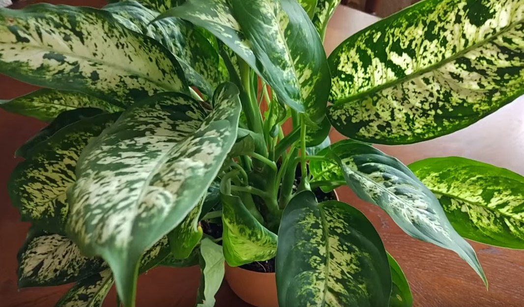 Агроном предупредил о смертельной опасности комнатных растений для детей