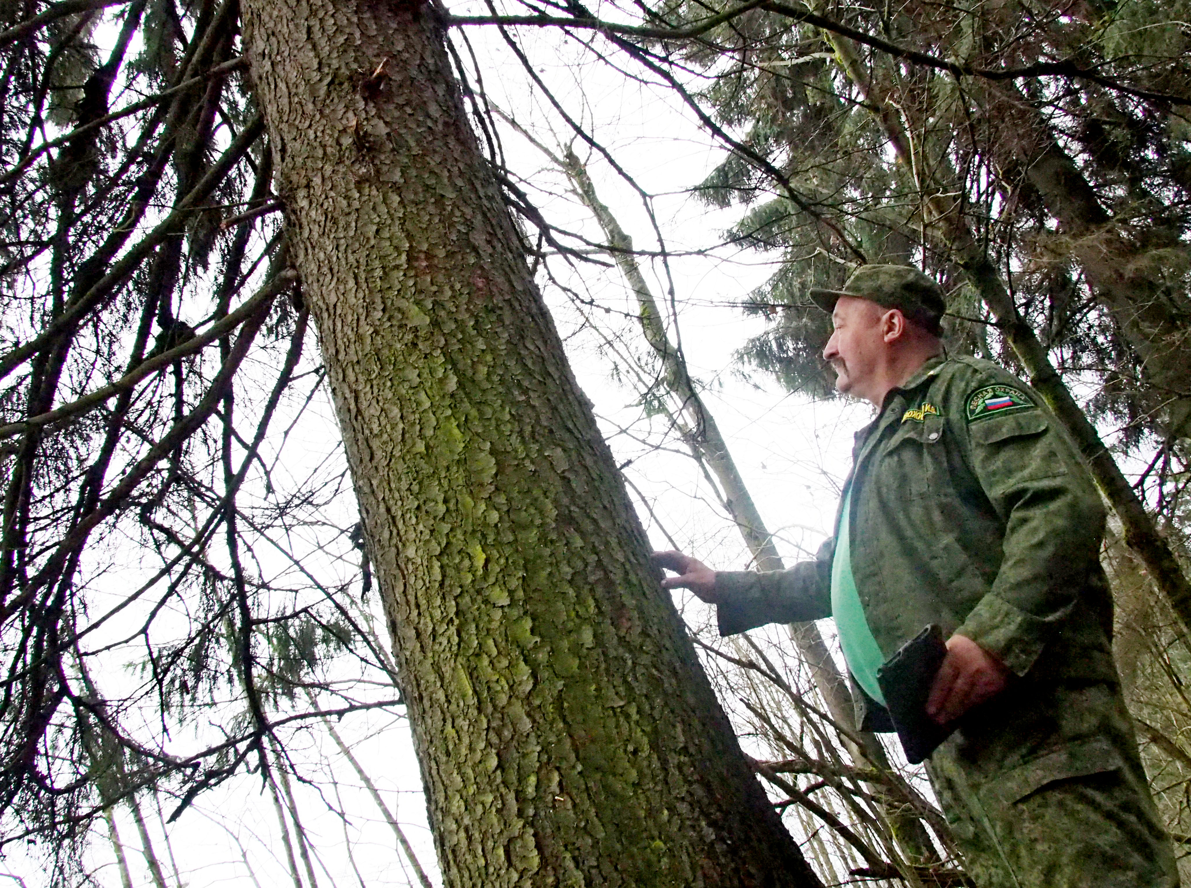 Старший участковый лесничий Иван Новожилов примечает елки, которые могут побороться за звание главной лесной красавицы страны