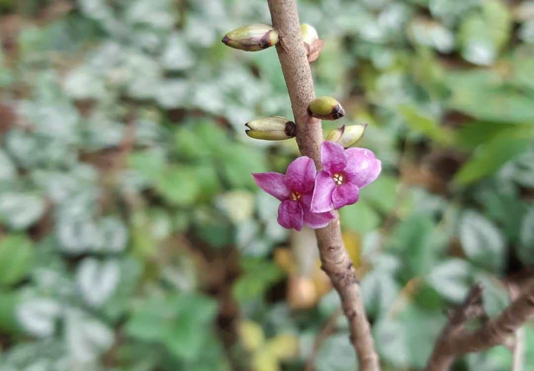 Пухляк расцвел в «Аптекарском огороде»