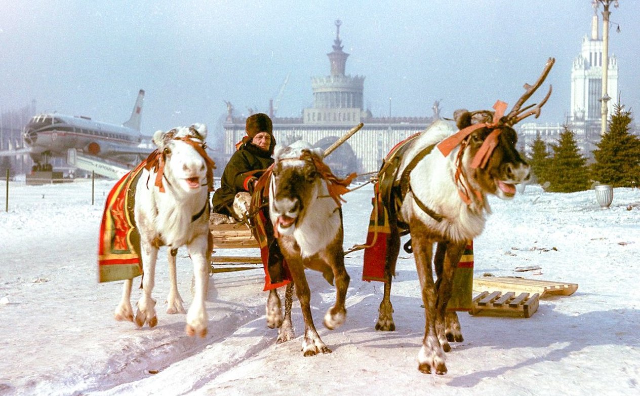 Катать на оленях начали в 1965 году 