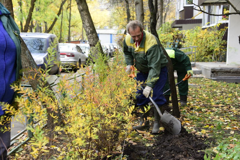 Более 400 деревьев высадят на улицах около Киевского вокзала