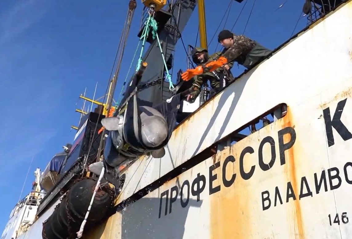 На кадрах видно, как китов погружают на корабли из вольеров, а после выгружают в бухте Успения